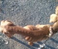 Ακόμα ένα σκελετωμένο κυνηγόσκυλο στην Αριδαία Πέλλας